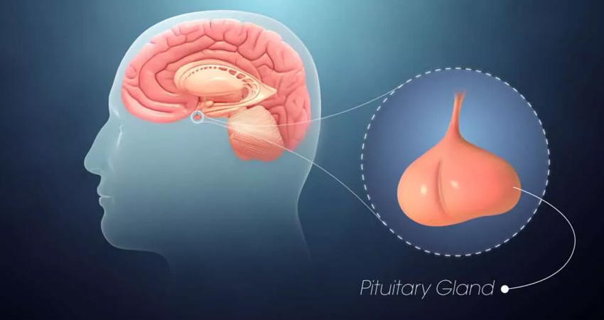 Pituitary Gland Disorders